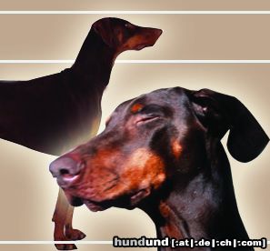 Dobermann Hunde Foto 16083 Dobermann