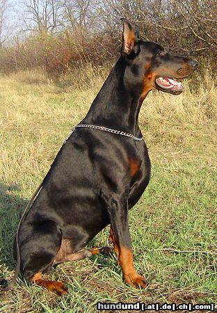 Dobermann Hunde Foto 18642 in höherer Auflösung ansehen Dobermann