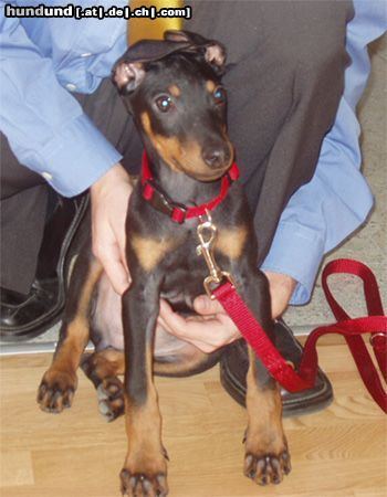 Dobermann Hunde Foto 8218 Dobermann Aramis mit 9 Wochen