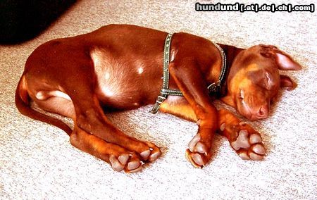 Dobermann Hunde Foto 11095 Dobermann Träumerchen