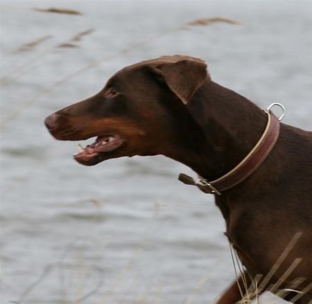 Dobermann Hunde Foto 37424 in höherer Auflösung ansehen Dobermann