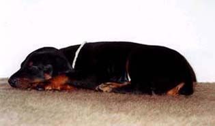 Dobermann Hunde Foto 1345 Dobermann Arnold Halit Pasa - certifikat of canisterapie, ZTP - V1A, HD - A