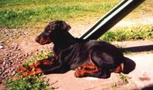 Dobermann Hunde Foto 1346 Dobermann Arnold Halit Pasa - certifikat of canisterapie, ZTP - V1A, HD - A