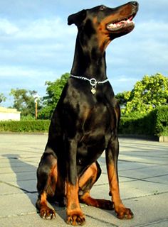 Dobermann Hunde Foto 1347 Dobermann Arnold Halit Pasa - certifikat of canisterapie, ZTP - V1A, HD - A