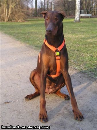 Dobermann Hunde Foto 14290 Dobermann Ginger