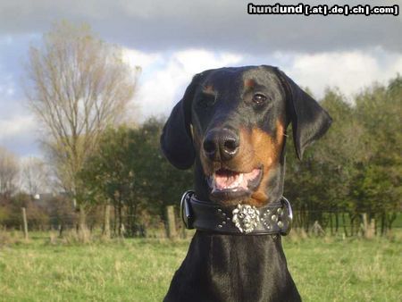 Dobermann Hunde Foto 16268 in höherer Auflösung ansehen Dobermann Unsere Schmusemaus