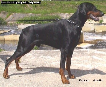 Dobermann Hunde Foto 4469 Dobermann Hertog Chivas Boy van Olympiastaete