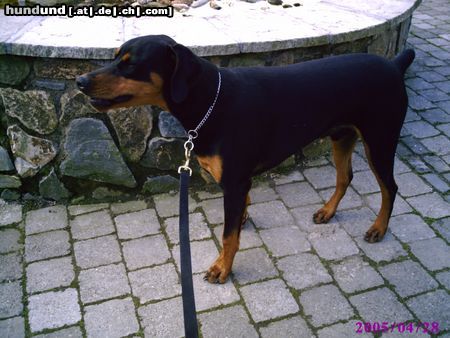 Dobermann Hunde Foto 21828 in höherer Auflösung ansehen Dobermann bin schon 8 monate alt