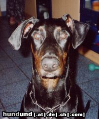 Dobermann Hunde Foto 3518 Dobermann bruno der treudoofe