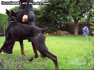 Dobermann Irinland Chester Chedano