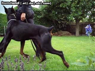 Dobermann Irinland Chester Chedano