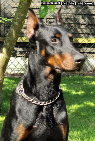 Dobermann Hunde Foto 44639 in höherer Auflösung ansehen Dobermann Irinland Chester Chedano