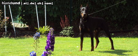 Dobermann Irinland Chester Chedano