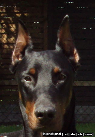 Dobermann Hunde Foto 44647 in höherer Auflösung ansehen Dobermann Irinland Chester Chedano