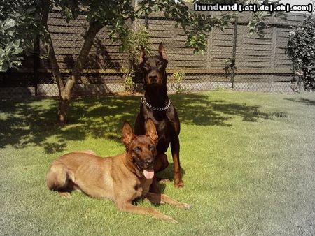 Dobermann Hunde Foto 44640 in höherer Auflösung ansehen Dobermann Irinland Chester Chedano