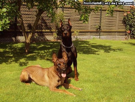 Dobermann Hunde Foto 44641 in höherer Auflösung ansehen Dobermann Irinland Chester Chedano