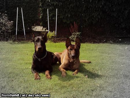 Dobermann Irinland Chester Chedano