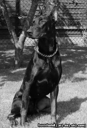 Dobermann Irinland Chester Chedano