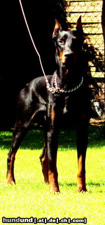 Dobermann Irinland Chester Chedano