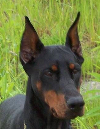 Dobermann Mein Liebling