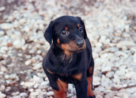 Dobermann Hunde Foto 27215 in höherer Auflösung ansehen Dobermann zak 7 wochen kroatien