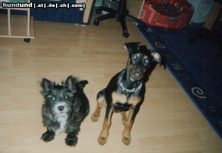 Dobermann Hunde Foto 26534 Dobermann Meine Dobi Welpe mit meiner älteren Hündin
