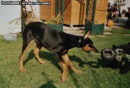 Dobermann Hunde Foto 26533 Dobermann Meine 4 Monate alte Dobi Hündin