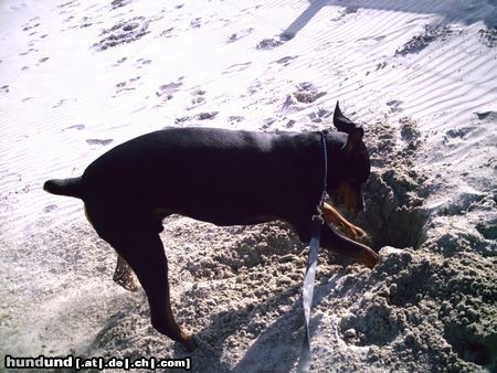 Dobermann Hunde Foto 21830 Dobermann das macht spass