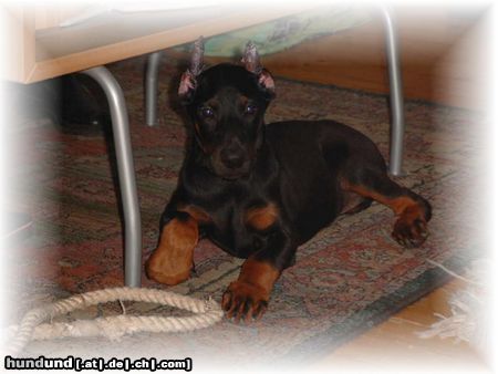 Dobermann Hunde Foto 3369 Dobermann Wartet mal bis ich gross bin