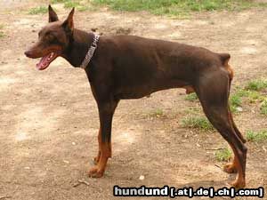 Dobermann Hunde Foto 20427 in höherer Auflösung ansehen Dobermann Diabolo