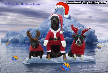 Dobermann Hunde Foto 16969 Dobermann X-Mas Dogs