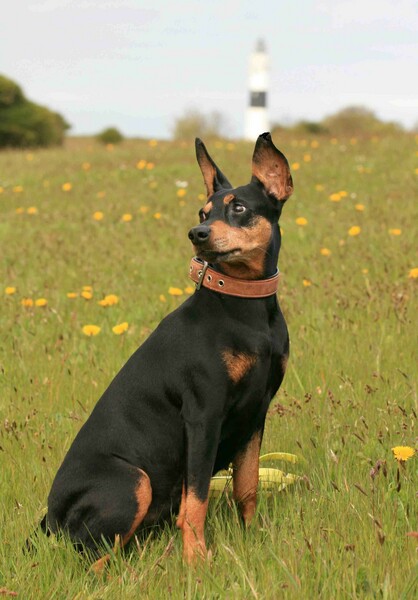Dobermann Hunde Foto 47841 Dobermann DP Abby Ophelia - Braderuper Heide mit Leuchtturm Kampen / Sylt