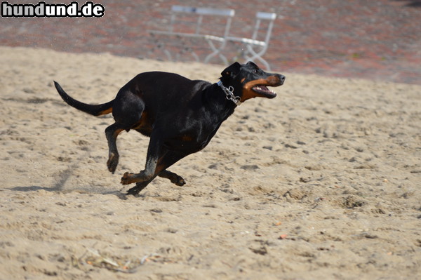 Dobermann Dobermann Emba gibt Vollgas am Strand