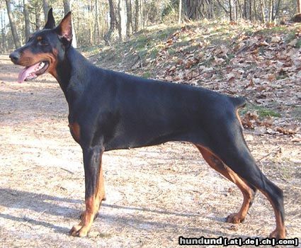 Dobermann Hunde Foto 20324 in höherer Auflösung ansehen Dobermann Zannia van Hof ter Eyndhoven (Femke)