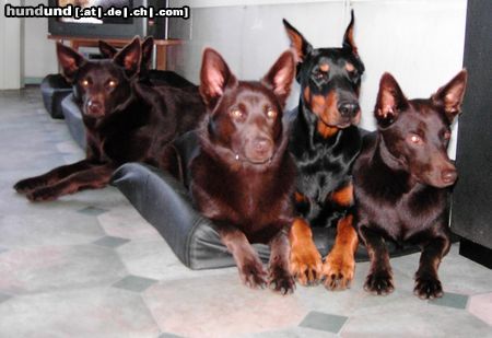 Dobermann Hunde Foto 20323 in höherer Auflösung ansehen Dobermann Zannia van Hof ter Eyndhoven (Femke) zwischen Australian Kelpies schmachtend für futter