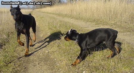 Dobermann Hunde Foto 18260 Dobermann Qui Vive & DJ