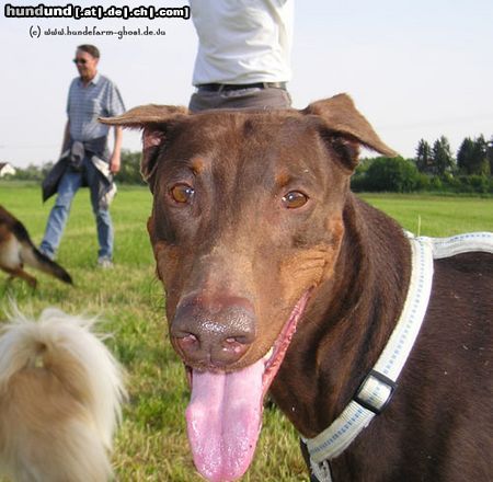Dobermann Hunde Foto 14291 Dobermann Ginger