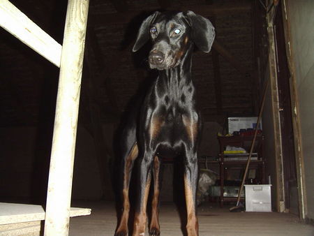 Dobermann Meine maus Lissi mit 6 monaten