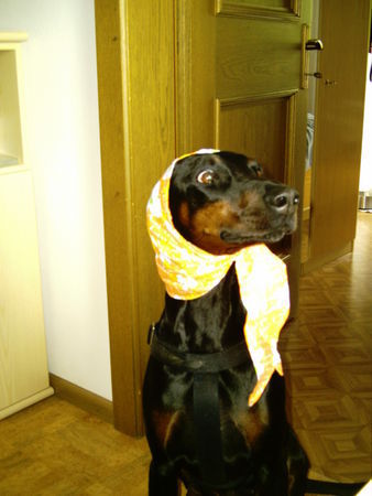 Dobermann Hunde Foto 28365 Dobermann Strullihund Oleika