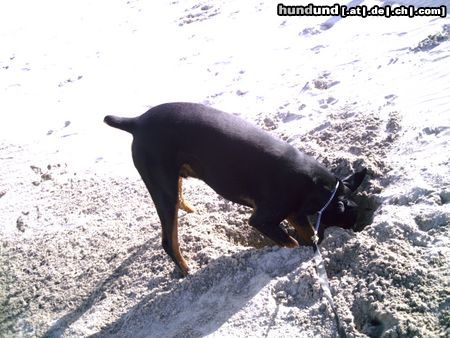 Dobermann Hunde Foto 21831 Dobermann hallo jemand da
