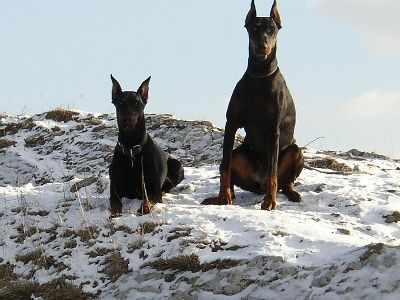 Dobermann Hunde Foto 2156 Dobermann