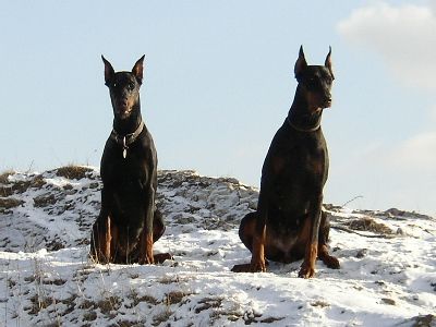 Dobermann Hunde Foto 2157 Dobermann