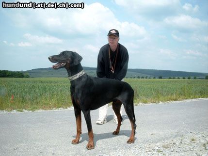 Dobermann Hunde Foto 22841 in höherer Auflösung ansehen Dobermann ich bin fast 6Jahre