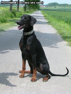 Dobermann Hunde Foto 22842 in höherer Auflösung ansehen Dobermann ich bin brav