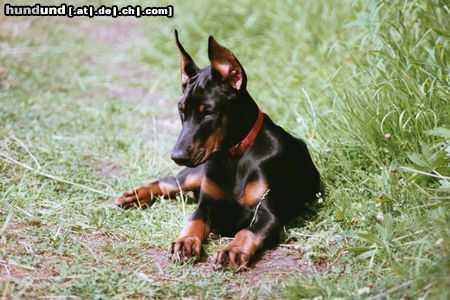 Dobermann Hunde Foto 21632 in höherer Auflösung ansehen Dobermann Odessa mit 12 Wochen