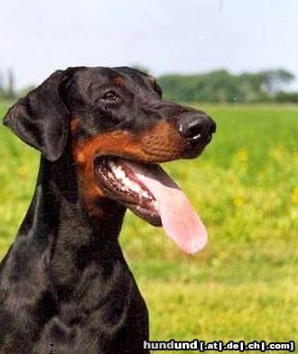 Dobermann Hunde Foto 6882 Dobermann Arnold Halit Pasa Therapy Dog