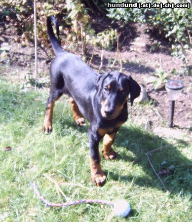 Dobermann Hunde Foto 44397 in höherer Auflösung ansehen Dobermann