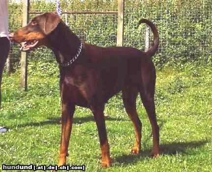 Dobermann Hunde Foto 12072 Dobermann Unsere süße Braune
