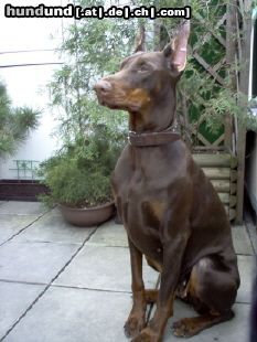 Dobermann Hunde Foto 23357 Dobermann Josy von Toonstadt