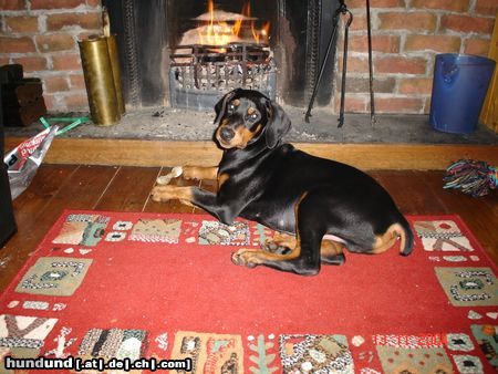 Dobermann Hunde Foto 17576 in höherer Auflösung ansehen Dobermann MIKEY und sein liebster Platz